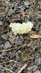 Limax maximus