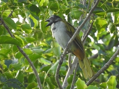 Saltator atriceps