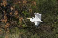 Ardea alba