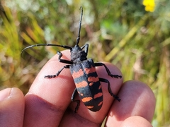 Ceroplesis capensis
