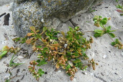 Pharnaceum cordifolium