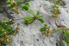 Pharnaceum cordifolium