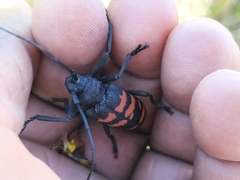 Ceroplesis capensis