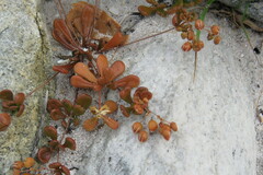 Pharnaceum cordifolium