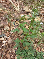 Heliotropium indicum