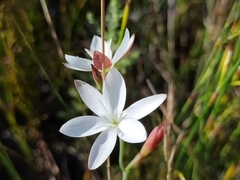 Hesperantha