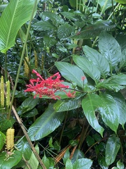 Odontonema cuspidatum