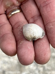 Chione elevata