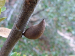 Heteroecus pacificus