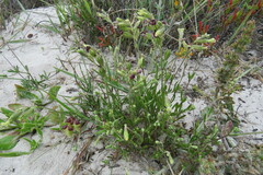 Silene burchellii