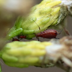 Uroleucon nigrotuberculatum