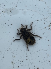 Gomphidae