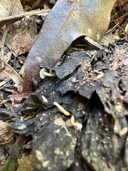 Strobilurus conigenoides