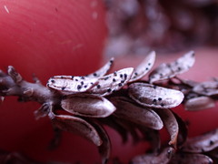 Arwidssonia empetri