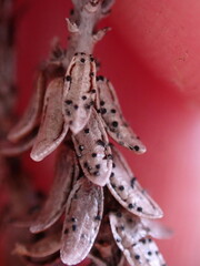 Arwidssonia empetri