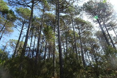 Pinus nigra
