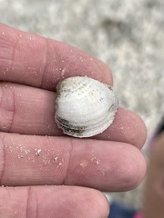 Chione elevata