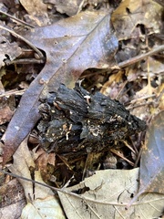 Strobilurus conigenoides