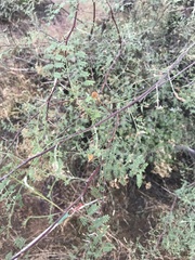 Vachellia vernicosa