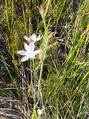 Hesperantha