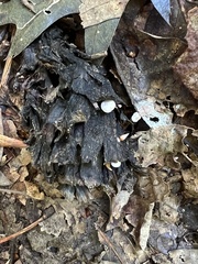 Strobilurus conigenoides