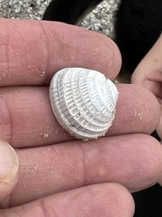 Chione elevata