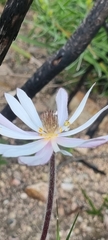 Knowltonia tenuifolia