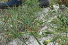 Silene burchellii