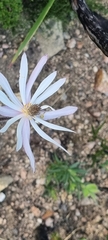 Knowltonia tenuifolia
