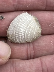 Chione elevata