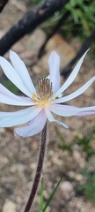 Knowltonia tenuifolia