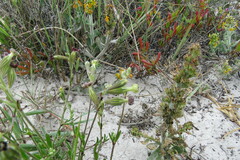 Silene burchellii