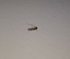 Tineinae