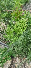 Knowltonia tenuifolia