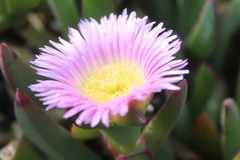 Carpobrotus mellei