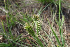 Eleusine tristachya