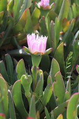 Carpobrotus mellei