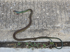 Drymobius margaritiferus