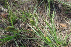 Eleusine tristachya