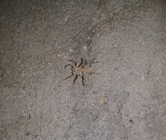 Plexippoides flavescens