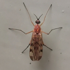 Sylvicola