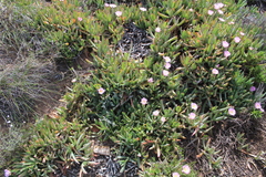 Carpobrotus mellei