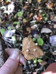 Pachypsylla celtidismamma
