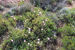 Carpobrotus mellei