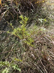 Gleditsia triacanthos