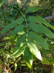 Sambucus cerulea