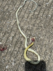 Drymobius margaritiferus