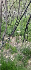 Knowltonia tenuifolia