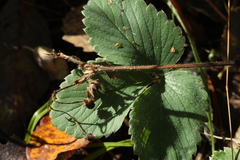 Fragaria moschata