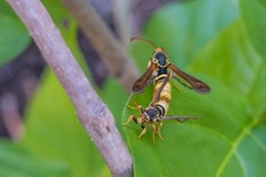 Paranthrene robiniae